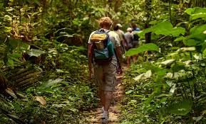 Hike in a rain forest