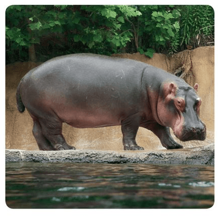 Hippopotamus