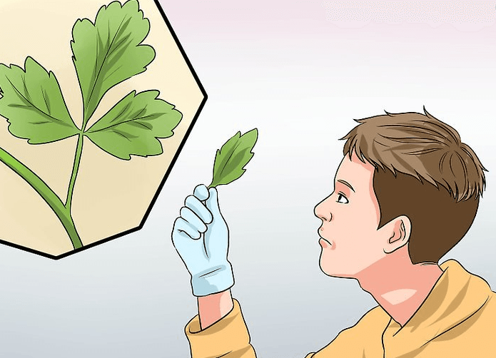 Identify trees