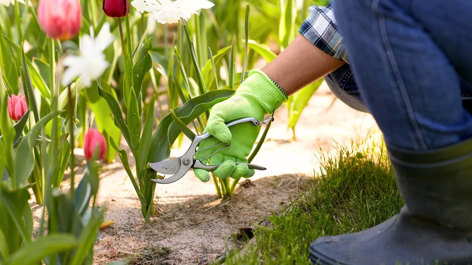 Nhấn để nghe I’m planting some tulips now.