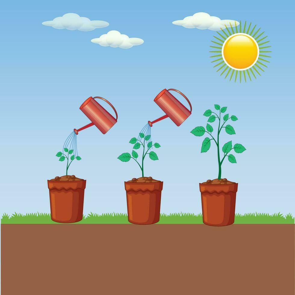 It’s sunny, time to water the plants!