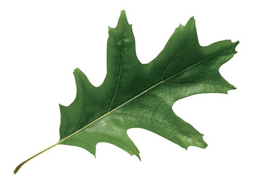 Leaf