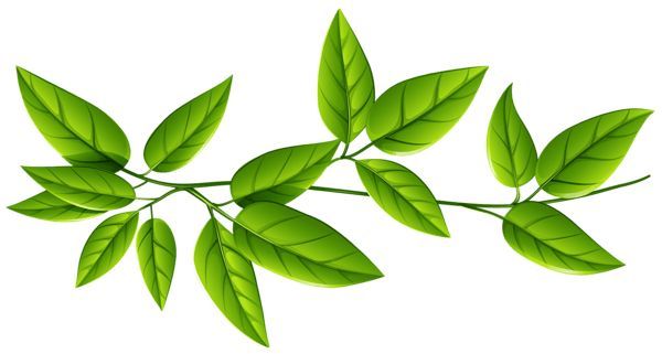 Leaves