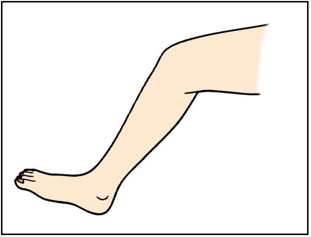 Leg