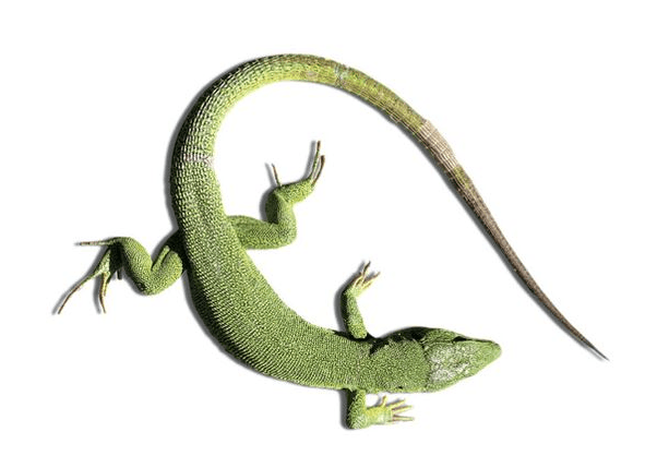 Lizard 