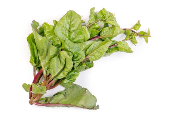 Malabar spinach