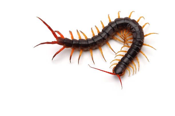 Myriapod