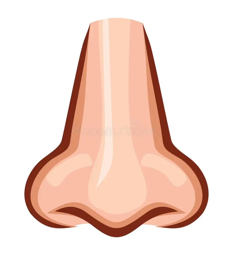 Nose