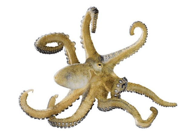 Octopus