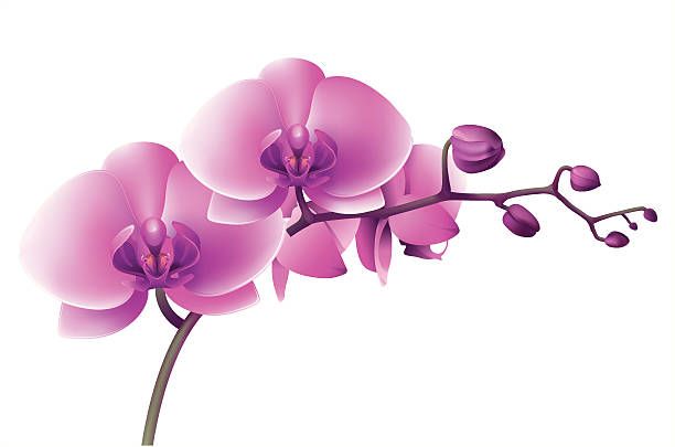 Orchid