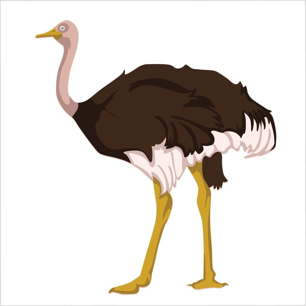 Ostrich