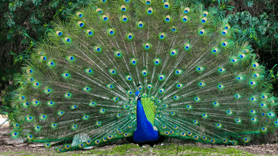Peacocks show their feathers.