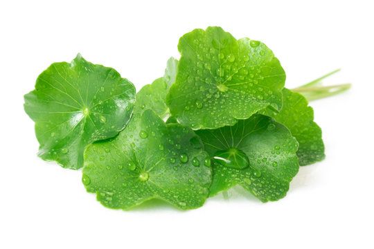 Pennywort