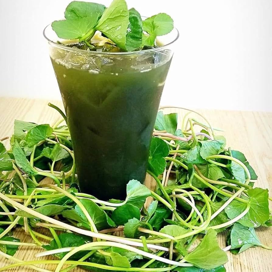 Pennywort juice is healthy! 