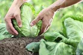 Pick a good cabbage! 