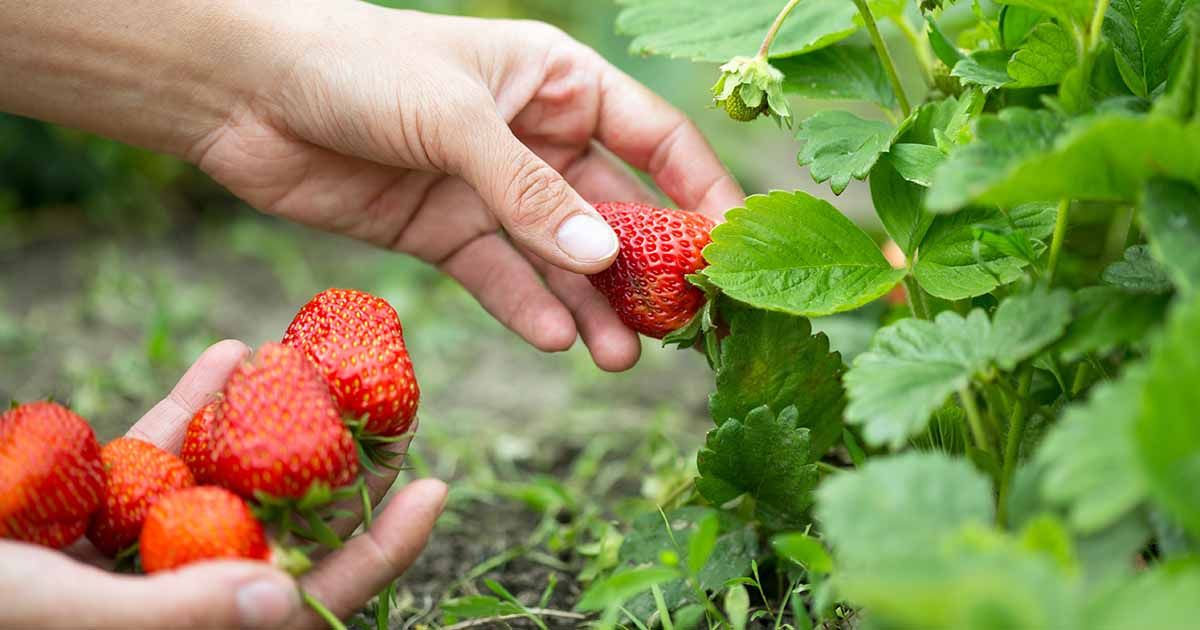 Pick wild strawberries