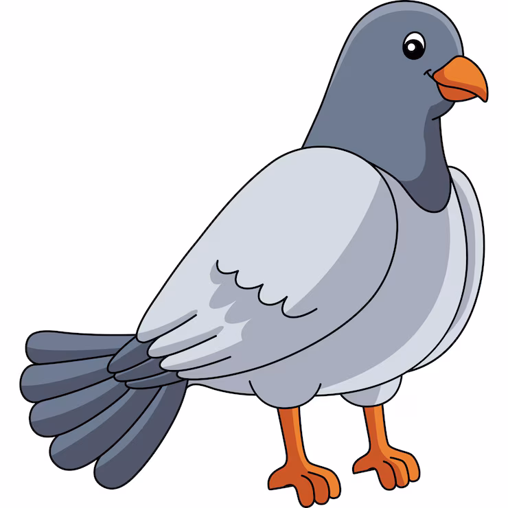 Pigeon