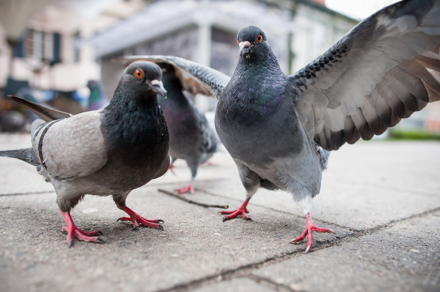  Pigeons live in cities.