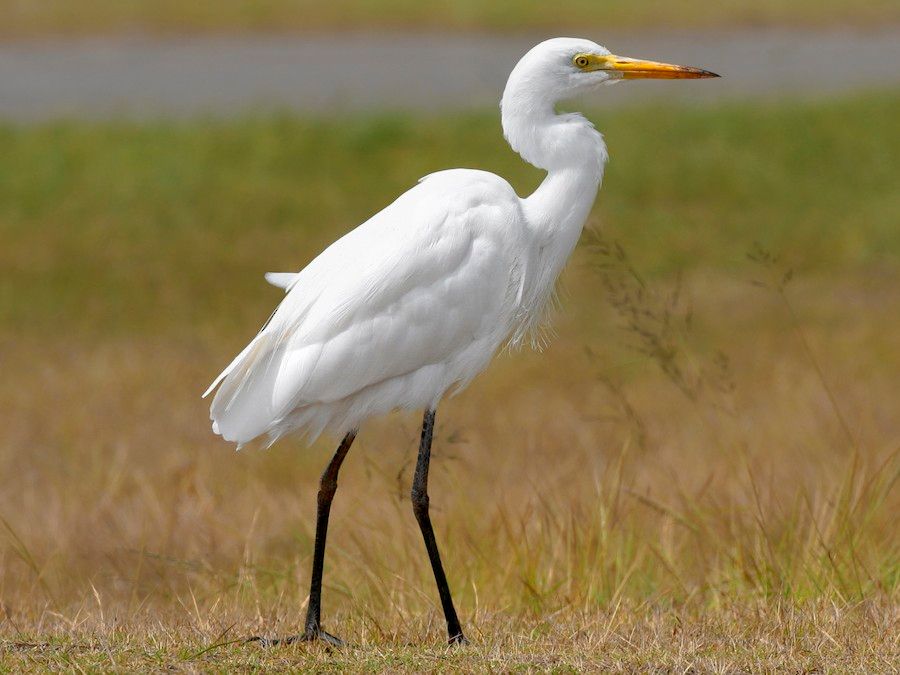 Plain egret