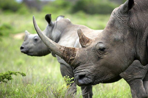 Rhinos have big horns.