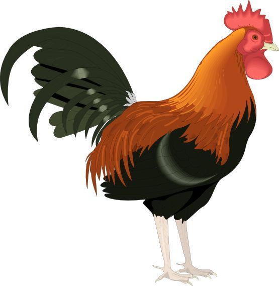 Rooster
