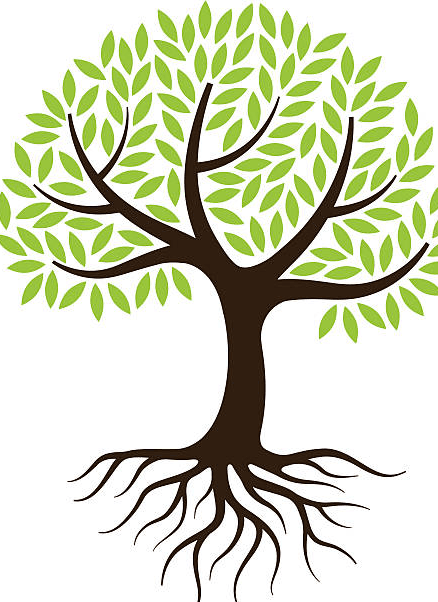 Root