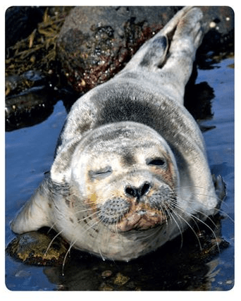 Seal
