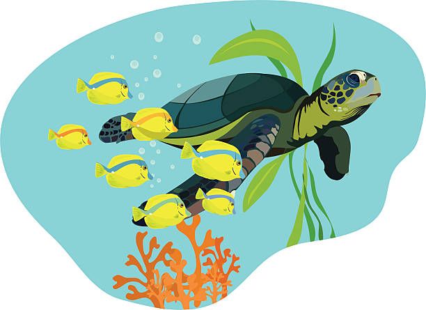 Sea turtles are very slow swimmers.