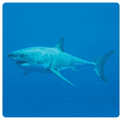 Shark