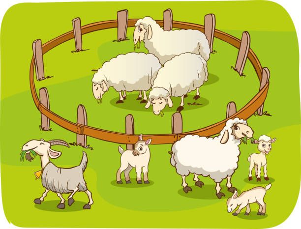 Sheep eat grass all day.