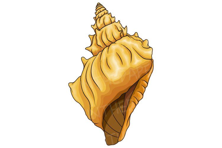 Shell