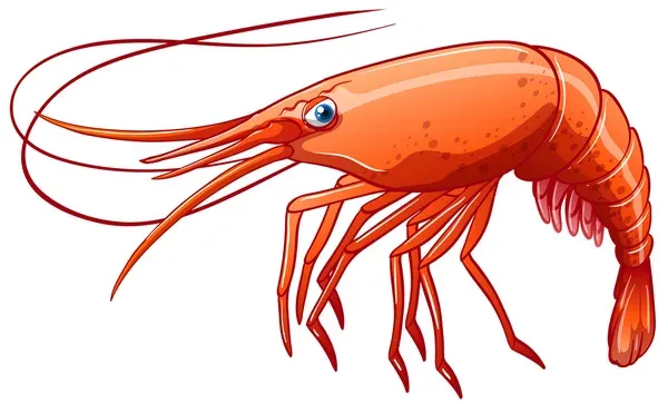 Shrimp