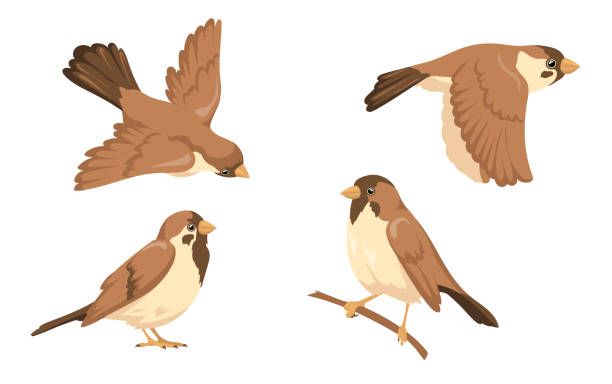  Sparrows are small birds.