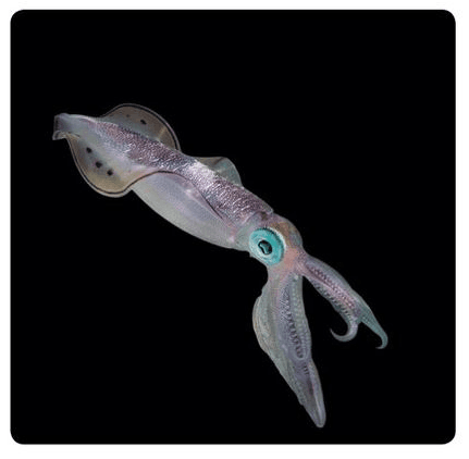 Squid