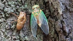 The cicada makes noise in summer.