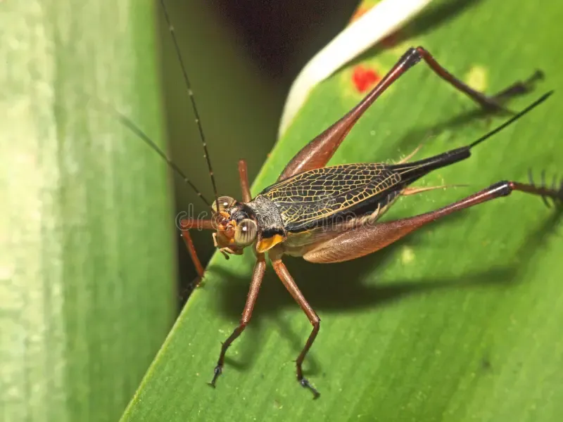 The cricket makes a sound at night.