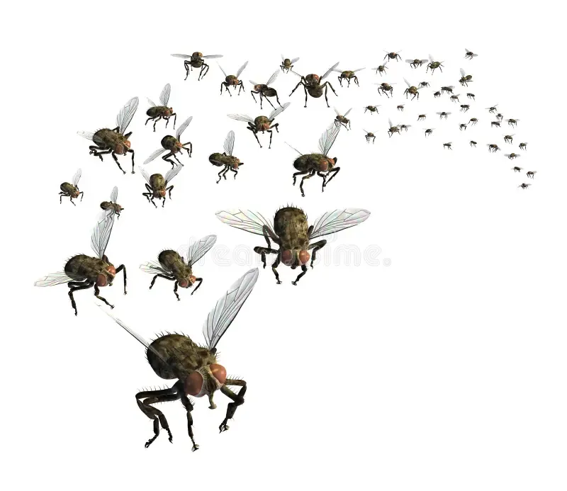 The fly is flying around.