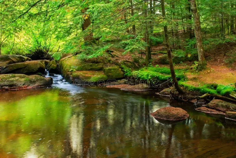 The forest is very peaceful.