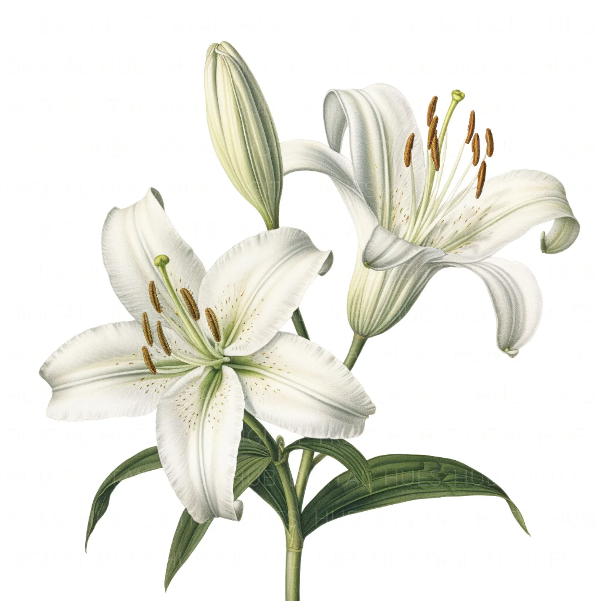 Nhấn để nghe The lilies are white.