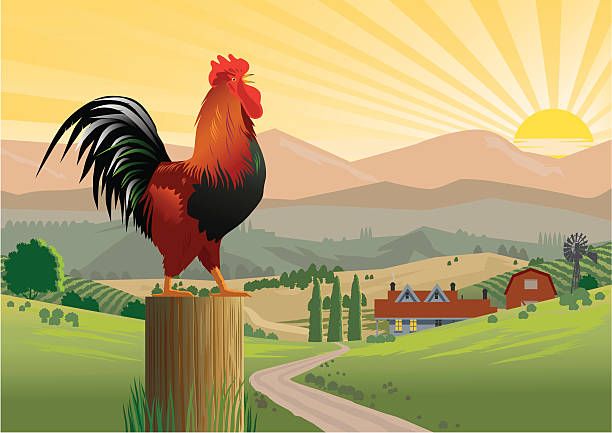 The rooster crows in the morning.