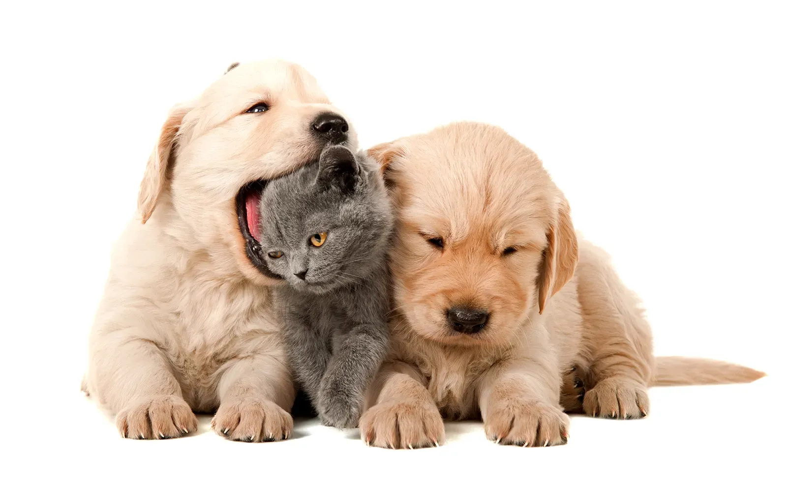These animals are so cute!