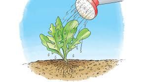 Nhấn để nghe The soil looks dry, add more water.