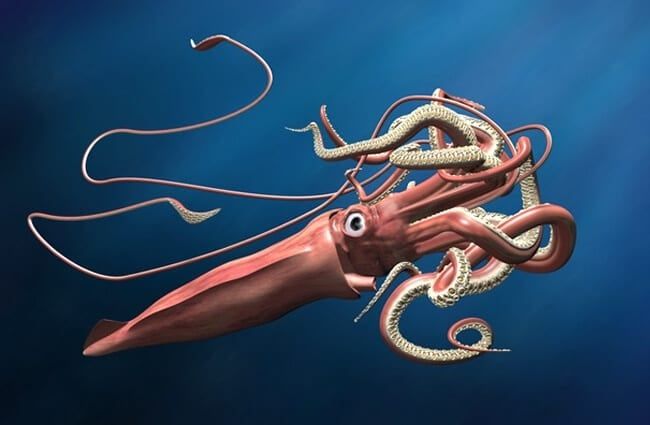 The squid is moving quickly.