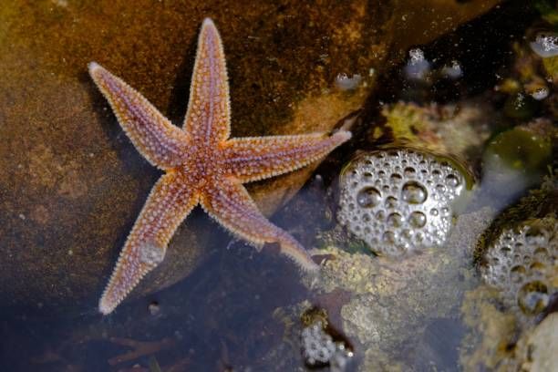 The starfish is on the rock.