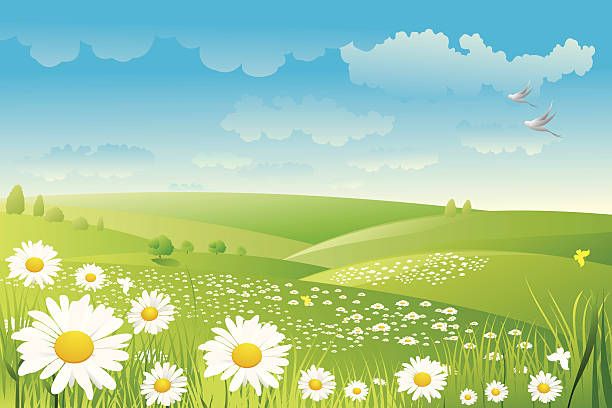This field is full of flowers.