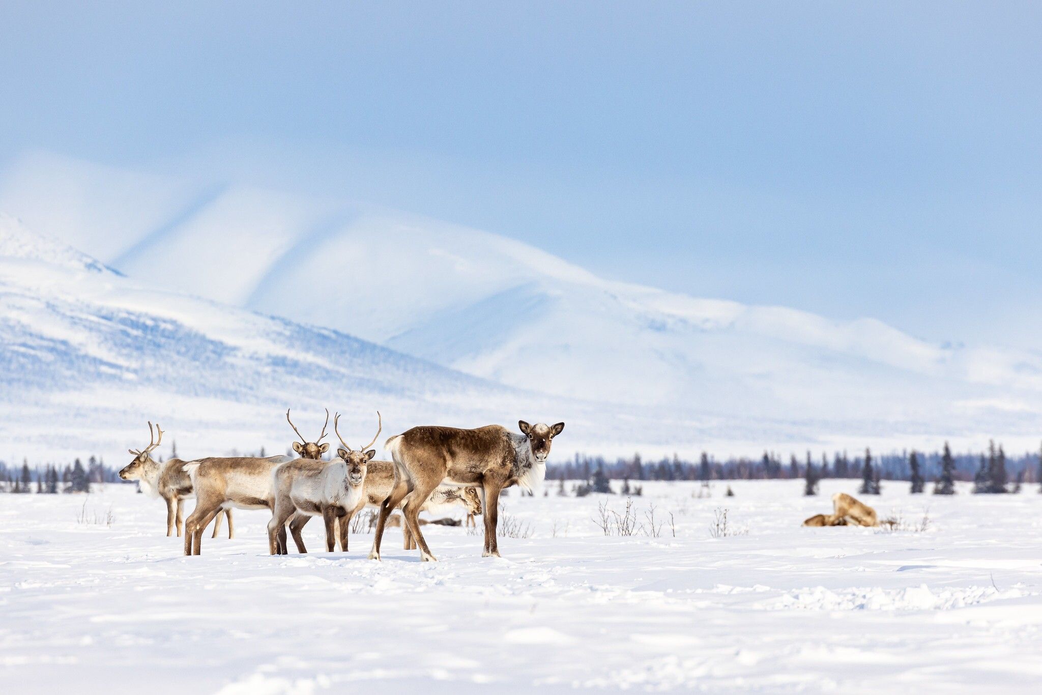 Tundra