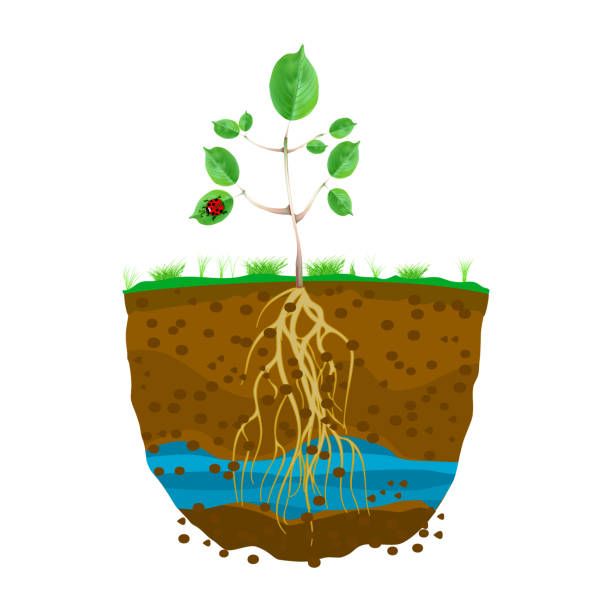 Nhấn để nghe Water the roots, not just the leaves.