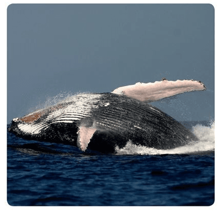 Whale 