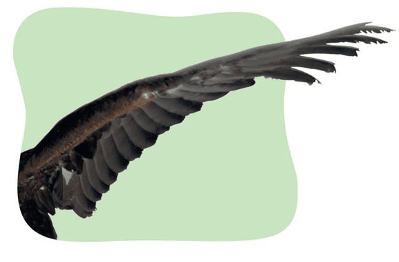  Wing