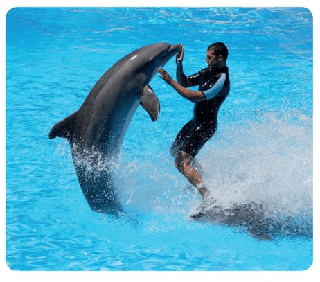 Work with animals